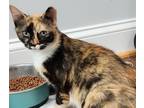Adopt Annie a Calico or Dilute Calico Calico (short coat) cat in Mollusk