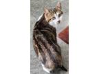 Adopt Tia a Brown Tabby Tabby (short coat) cat in Mollusk, VA (38737750)