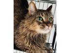 Adopt Kit Kat a Brown Tabby Maine Coon (long coat) cat in Mollusk, VA (38737775)