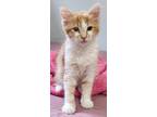 Adopt Byron a Orange or Red Tabby Tabby (medium coat) cat in Mollusk