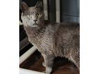 Adopt Big Boy a Gray or Blue Domestic Shorthair (short coat) cat in Mollusk