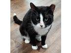 Adopt Meowy Tux a Black & White or Tuxedo Domestic Shorthair (short coat) cat in