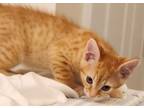 Adopt Otto a Orange or Red Tabby Tabby (short coat) cat in Mollusk