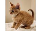 Adopt Oren a Orange or Red Tabby Tabby (short coat) cat in Mollusk