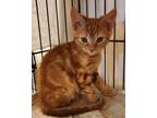 Adopt Otis a Orange or Red Tabby Tabby (short coat) cat in Mollusk