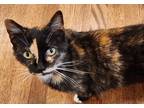 Adopt Evie a Calico or Dilute Calico Calico (short coat) cat in Mollusk