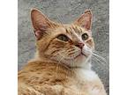 Adopt Rusty a Orange or Red Tabby Tabby (short coat) cat in Mollusk