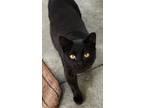 Adopt Onyx a All Black Domestic Shorthair (short coat) cat in Mollusk