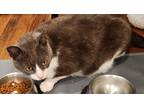 Adopt Magnus a Gray or Blue Domestic Shorthair (short coat) cat in Mollusk