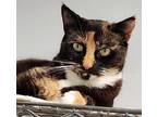 Adopt Candice a Calico or Dilute Calico Calico (short coat) cat in Mollusk