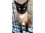 Adopt Clyde a Tan or Fawn Siamese (short coat) cat in Mollusk, VA (38738148)