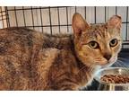 Adopt Liza a Brown Tabby Domestic Shorthair (short coat) cat in Mollusk