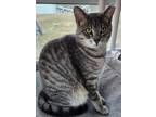 Adopt Missy a Brown Tabby Tabby (short coat) cat in Mollusk, VA (38738195)