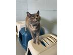 Adopt Orchid a Calico or Dilute Calico Domestic Shorthair (short coat) cat in