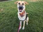 Adopt Stella a Red/Golden/Orange/Chestnut German Shepherd Dog / Mixed dog in
