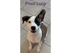 Adopt Froot Loop a White - with Tan, Yellow or Fawn Terrier (Unknown Type