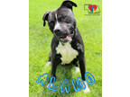Adopt Alamo a Black American Pit Bull Terrier / Mixed dog in Grand Island