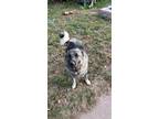 Adopt Diesel a Black - with Gray or Silver Norwegian Elkhound / Mixed dog in