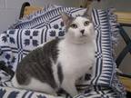 Adopt Betty a White Domestic Shorthair / Domestic Shorthair / Mixed (short coat)