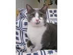 Adopt Bubba a Gray or Blue Domestic Shorthair / Domestic Shorthair / Mixed