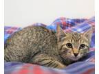 Adopt Sprinkles a Brown Tabby Domestic Shorthair (short coat) cat in Forked