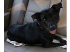 Adopt Sunshine a Black - with White Patterdale Terrier (Fell Terrier) /