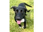 Adopt Jet a Black Hound (Unknown Type) / Mixed dog in Port St.