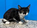 Adopt Krystal a Black & White or Tuxedo Domestic Shorthair (short coat) cat in