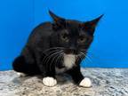 Adopt Karter a Black & White or Tuxedo Domestic Shorthair (short coat) cat in