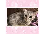 Adopt EM a Gray, Blue or Silver Tabby Domestic Shorthair (short coat) cat in
