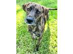 Adopt JJ a Black Hound (Unknown Type) / Mixed dog in Port St. Joe, FL (38762964)