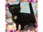 Adopt RAVEN a Black (Mostly) Domestic Shorthair (short coat) cat in Buckhannon