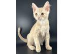 Adopt Peaches a Orange or Red Domestic Shorthair (short coat) cat in Alachua