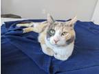 Adopt Patches a Calico or Dilute Calico Domestic Shorthair (short coat) cat in