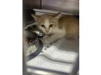 Adopt Sandefur a Orange or Red Domestic Shorthair / Domestic Shorthair / Mixed