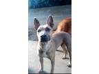 Adopt CAIRO - Courtesy Post a Tan/Yellow/Fawn - with Black Mixed Breed (Medium)