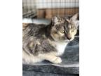 Adopt Pastelle a Domestic Shorthair cat in Tracy, CA (38762602)