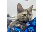 Adopt Fayrouz a Tortoiseshell Domestic Shorthair (short coat) cat in Newmarket