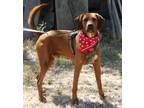 Adopt Bubba a Red/Golden/Orange/Chestnut - with Black Coonhound / Mixed dog in