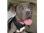 Adopt Bill a Gray/Blue/Silver/Salt & Pepper American Pit Bull Terrier / Mixed