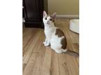 Adopt Aurora a Orange or Red Domestic Shorthair (short coat) cat in Norwalk