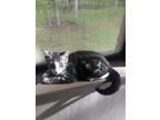 Adopt Speedy a Spotted Tabby/Leopard Spotted Domestic Shorthair / Mixed cat in