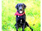 Adopt Charlie a Black Labrador Retriever / Mixed dog in Muldrow, OK (38762095)