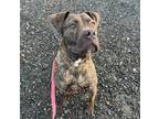 Adopt Benson a Brindle Boxer / Mixed dog in Worcester, MA (38761995)