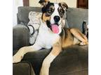 Adopt Jaxsen a Mixed Breed (Medium) dog in Rancho Cucamonga, CA (38761980)