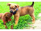 Adopt Owen a Brown/Chocolate Shepherd (Unknown Type) / Labrador Retriever /