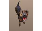 Adopt tiki a Brindle Terrier (Unknown Type, Medium) / Mixed dog in miami