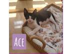 Adopt Ace a Black & White or Tuxedo Domestic Shorthair (short coat) cat in