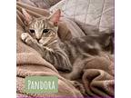 Adopt Pandora a Gray, Blue or Silver Tabby Domestic Shorthair (short coat) cat