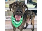 Adopt Hildegard a Brindle Plott Hound / Mixed dog in San Antonio, TX (38760142)